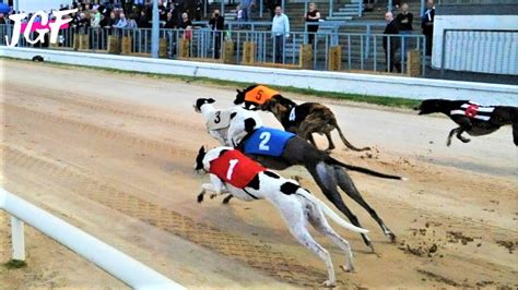 irish greyhound results.